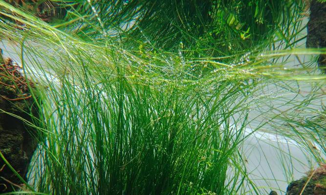 水质因素对水草生长的影响及优化策略 水质因素对水草生长的影响及优化策略