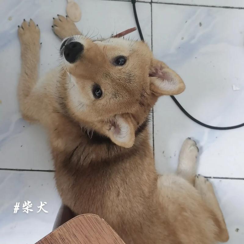 小狗食欲不振的常见原因与科学应对方法