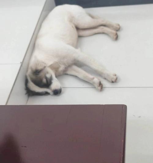 小狗食欲不振的常见原因与科学应对方法