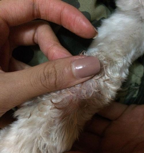 小狗食欲不振的常见原因与科学应对方法