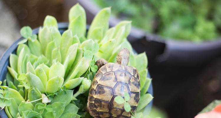 乌龟饮食规律解析与科学喂养方法 乌龟饮食规律解析与科学喂养方法