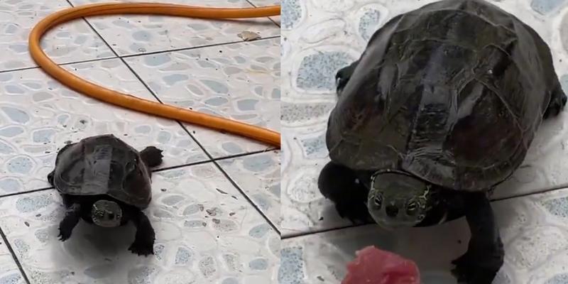 乌龟饮食规律解析与科学喂养方法 乌龟饮食规律解析与科学喂养方法