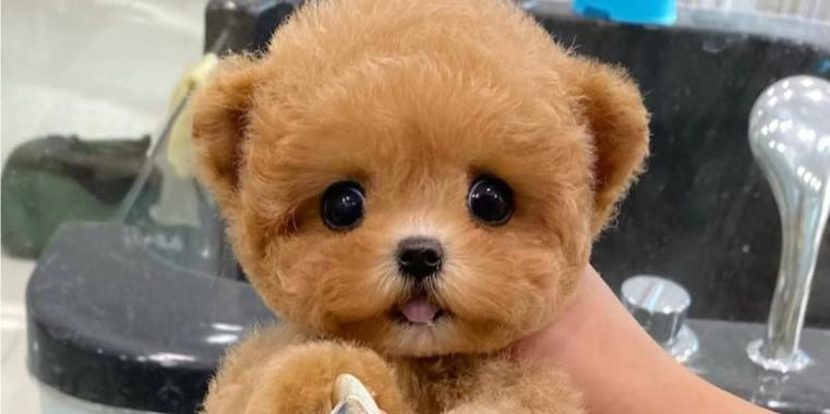 泰迪犬:亲和性格、高智商与健康护理全指南 泰迪犬:亲和性格、高智商与健康护理全指南