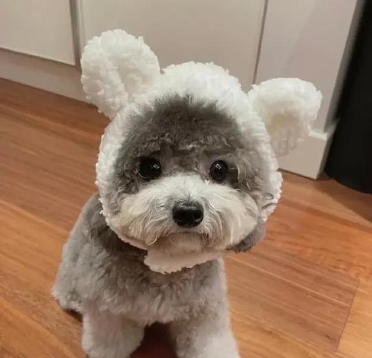 泰迪犬:亲和性格、高智商与健康护理全指南 泰迪犬:亲和性格、高智商与健康护理全指南