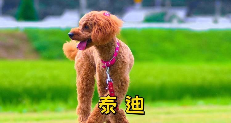 泰迪犬:亲和性格、高智商与健康护理全指南 泰迪犬:亲和性格、高智商与健康护理全指南