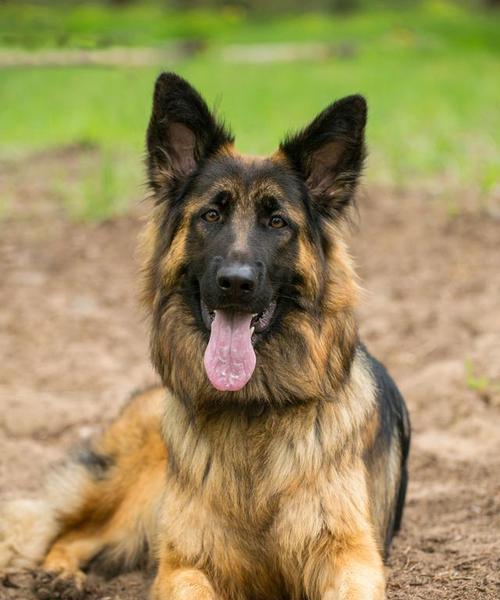 狗的非凡能力与独特外形解析 狗的非凡能力与独特外形解析