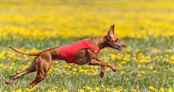 狗的非凡能力与独特外形解析 狗的非凡能力与独特外形解析