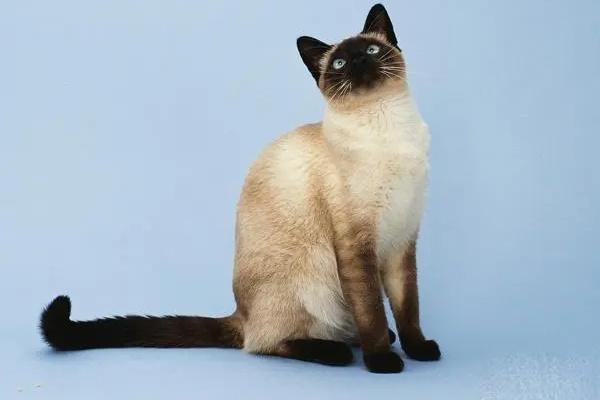 猫咪模仿主人行为的深层原因解析