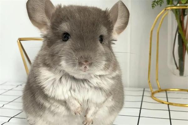 龙猫打架原因及处理方法全解析