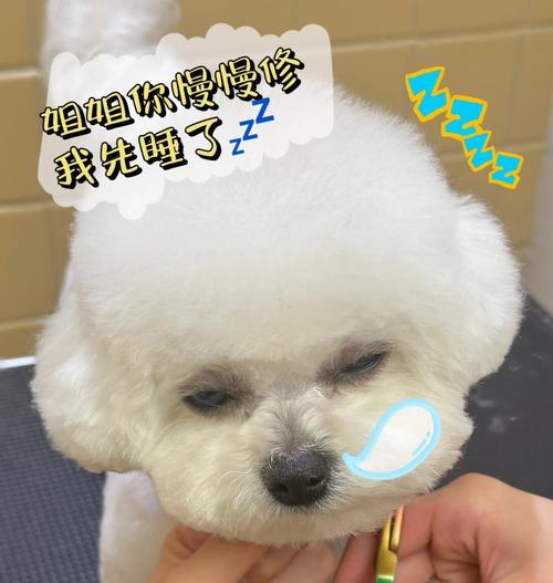 比熊剃毛后毛发恢复周期及护理建议