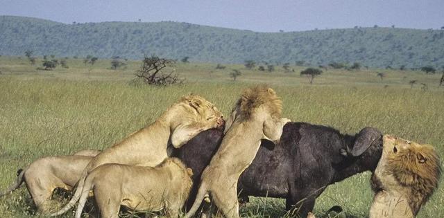 犀牛为何让狮子不敢轻易招惹