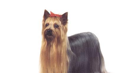 约克夏犬优缺点全解析：适合新手的贴心伴侣