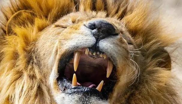 犀牛为何让狮子不敢轻易招惹