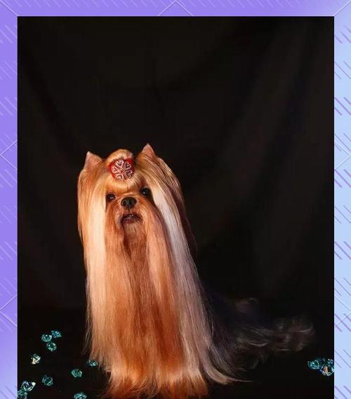 约克夏犬优缺点全解析：适合新手的贴心伴侣