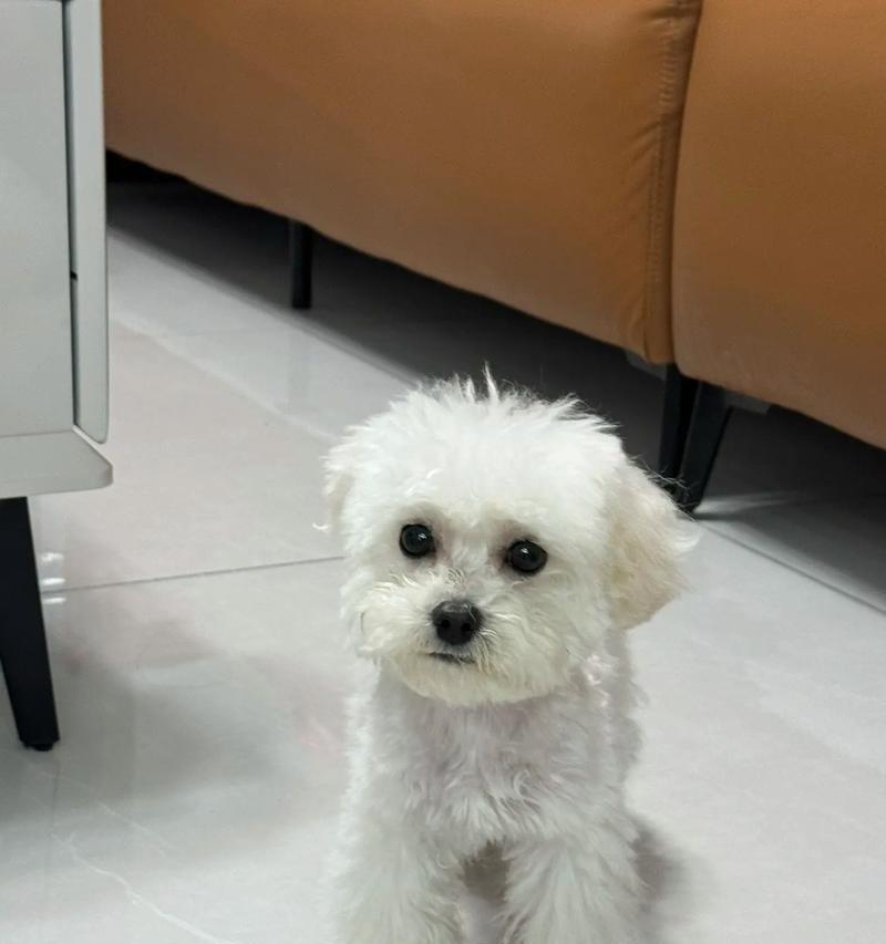 比熊剃毛后毛发恢复周期及护理建议