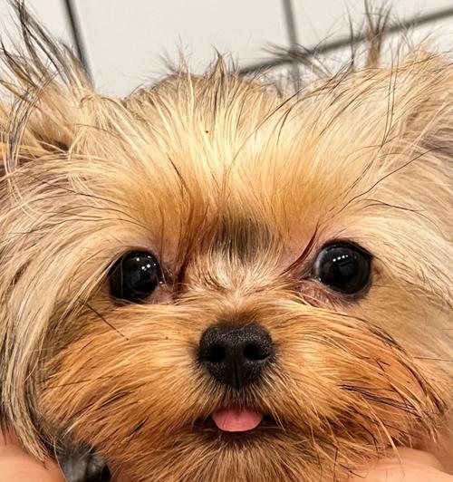 约克夏犬优缺点全解析：适合新手的贴心伴侣