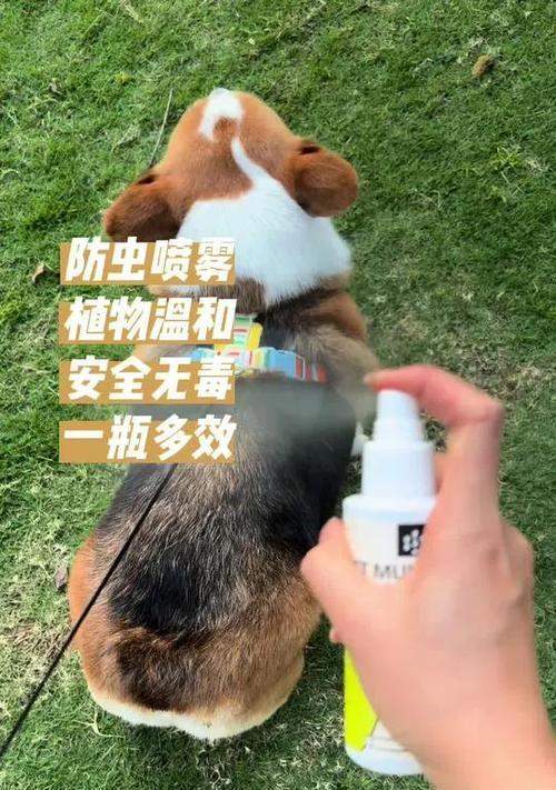 狗狗防虫药物选择与使用全攻略