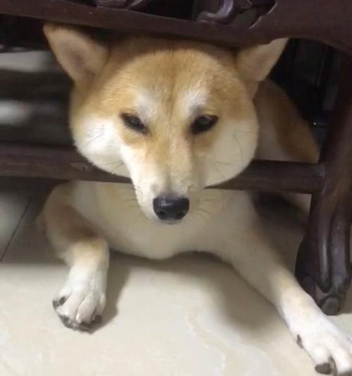 狗狗抑郁的常见表现及科学改善指南