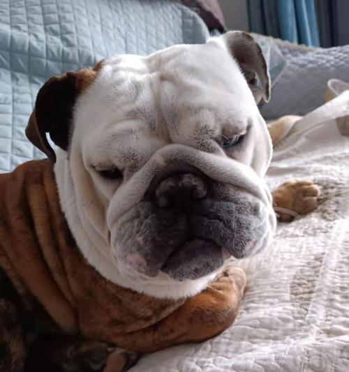 狗狗抑郁的常见表现及科学改善指南