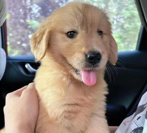 金毛驱虫指南：时间安排与费用分析