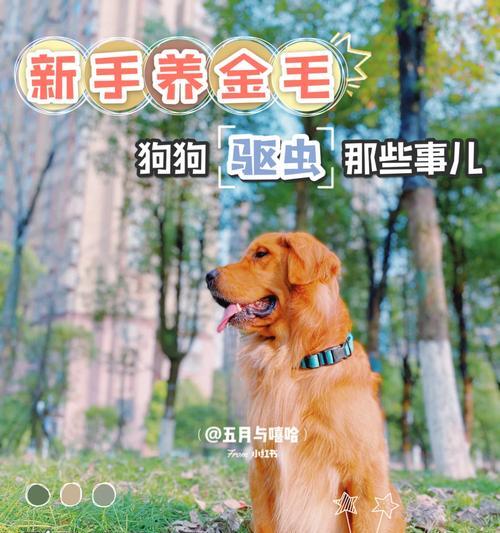 金毛驱虫指南：时间安排与费用分析