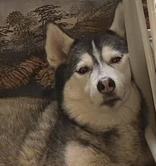 狗狗抑郁的常见表现及科学改善指南