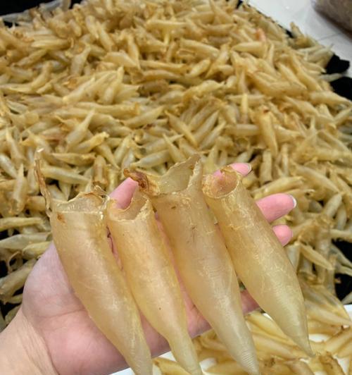 蜘蛛的健康益处与营养价值解析