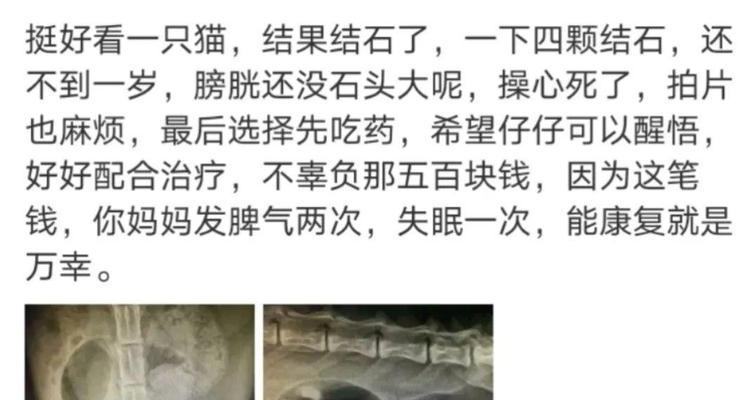 猫结石康复关键因素解析
