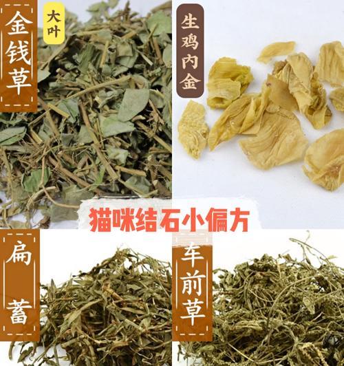 猫结石康复关键因素解析