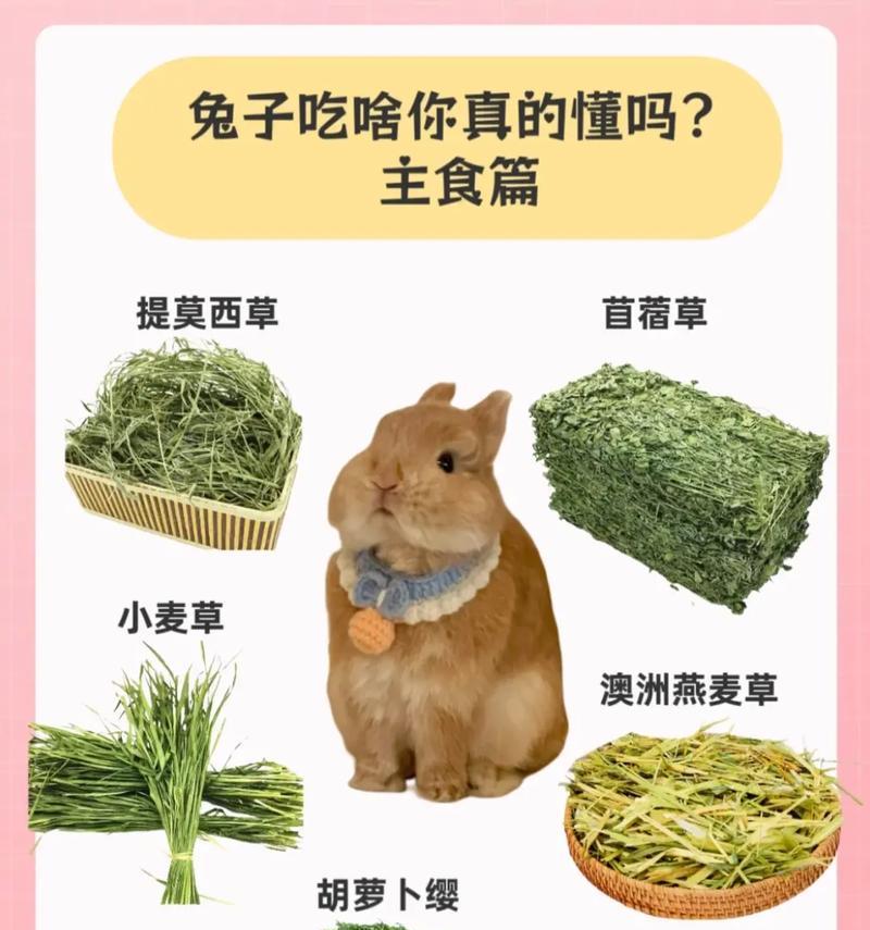 兔年养兔必看指南:掌握兔兔行为做贴心主人 兔年养兔必看指南:掌握兔兔行为做贴心主人