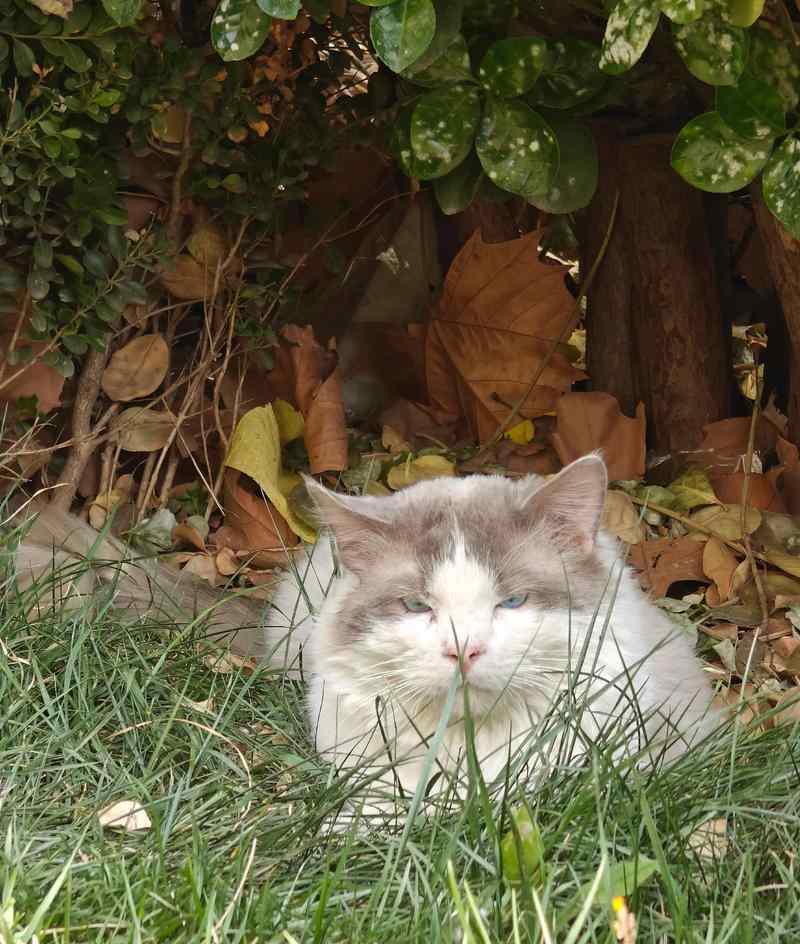 如何与流浪猫建立信任，成为它们的朋友