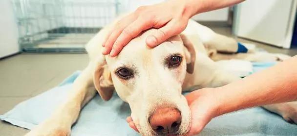 掌握早期狗中风症状，及时发现和治疗