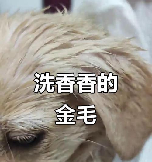 小金毛洗澡频率与时机指南，科学护理更健康
