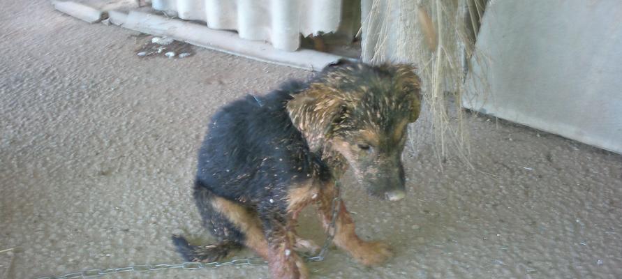 狗狗不吃饭的常见原因及应对方法