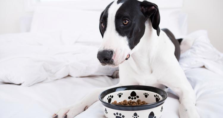 狗狗不吃饭的常见原因及应对方法