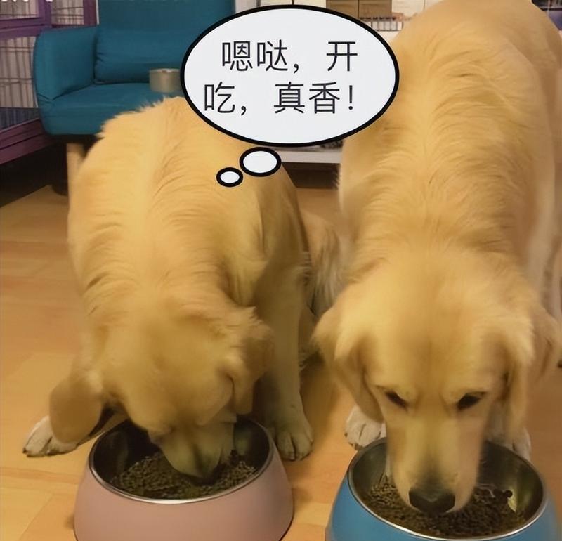 狗狗饮食选择:狗粮与米饭的科学对比分析 狗狗饮食选择:狗粮与米饭的科学对比分析