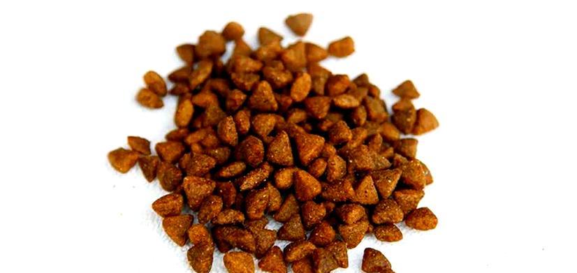 凉水泡狗粮的正确方式与注意事项 凉水泡狗粮的正确方式与注意事项