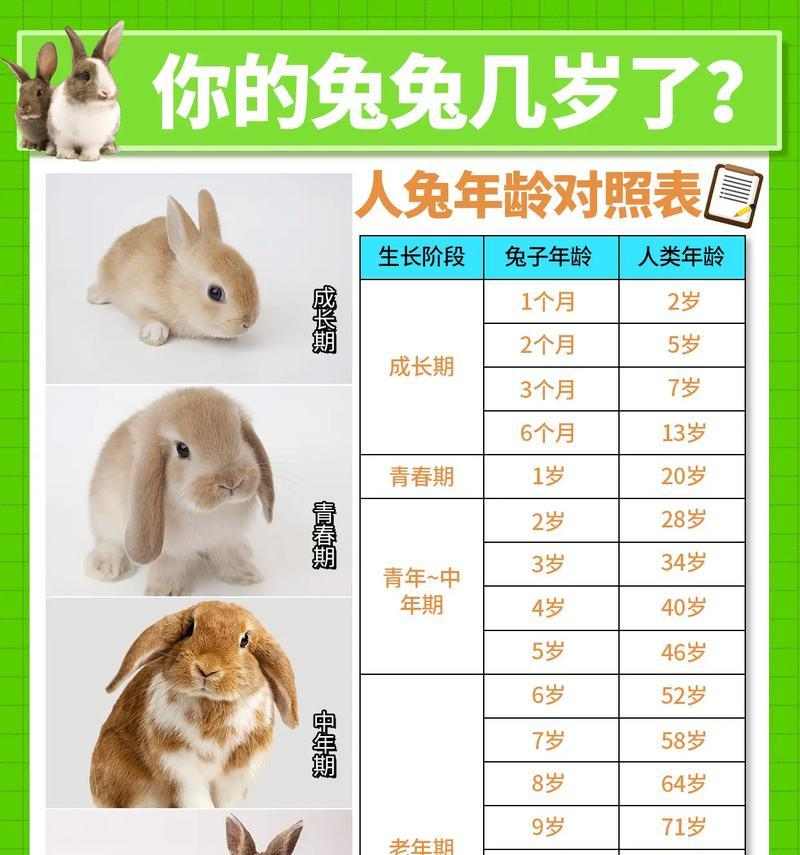 兔年养兔必看指南:掌握兔兔行为做贴心主人 兔年养兔必看指南:掌握兔兔行为做贴心主人