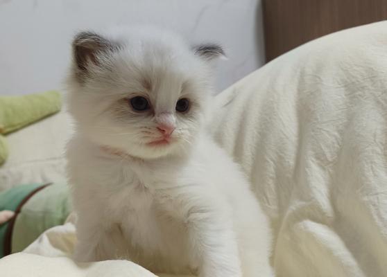 猫咪繁殖周期与新生崽子成长全解析 猫咪繁殖周期与新生崽子成长全解析