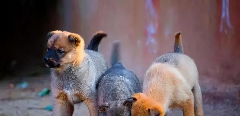 揭秘不同狗种寿命差异及影响因素 揭秘不同狗种寿命差异及影响因素