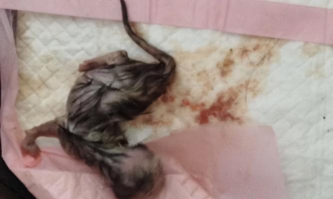 猫咪繁殖周期与新生崽子成长全解析 猫咪繁殖周期与新生崽子成长全解析