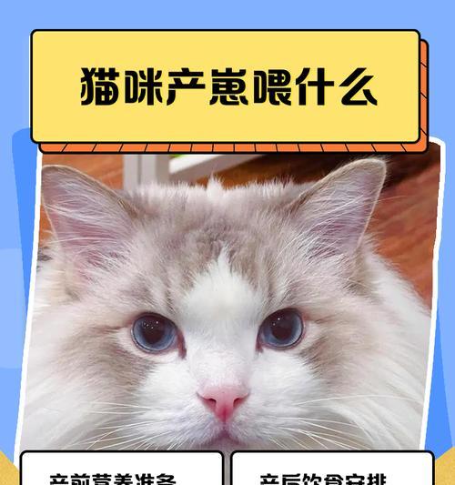 猫咪繁殖周期与新生崽子成长全解析 猫咪繁殖周期与新生崽子成长全解析