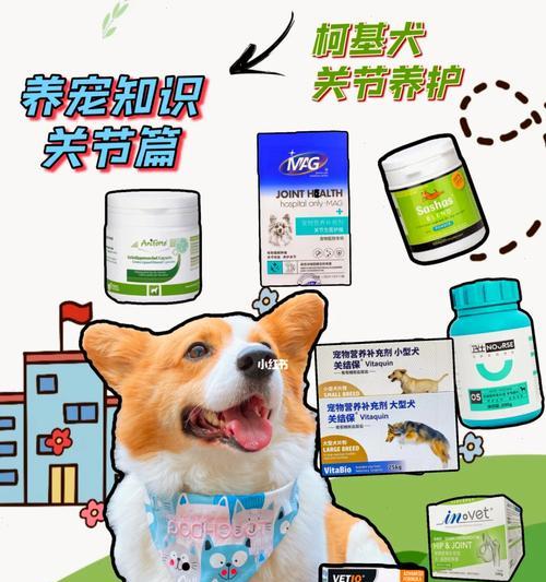 狗狗关节复位后洗澡注意事项与护理建议 狗狗关节复位后洗澡注意事项与护理建议