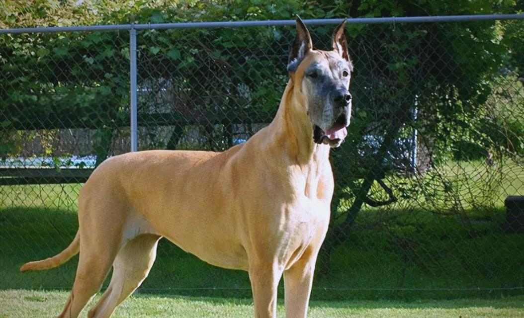 寿命最短的五种狗狗,短暂生命中的无限陪伴 寿命最短的五种狗狗,短暂生命中的无限陪伴