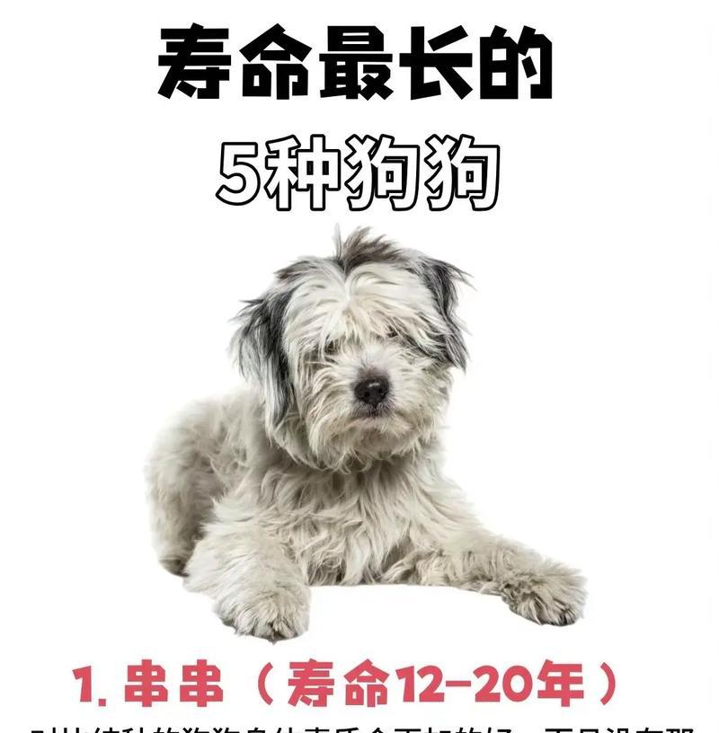寿命最短的五种狗狗,短暂生命中的无限陪伴 寿命最短的五种狗狗,短暂生命中的无限陪伴
