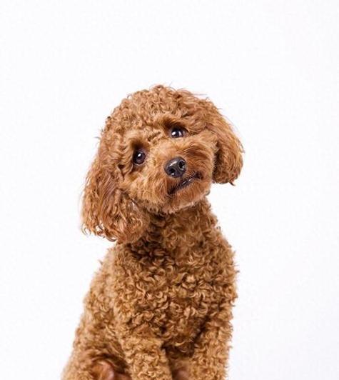 揭秘不同狗种寿命差异及影响因素 揭秘不同狗种寿命差异及影响因素