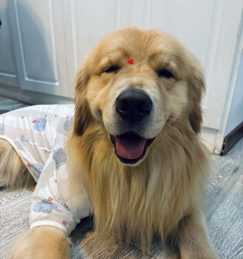 金毛犬繁殖周期与生育能力全解析