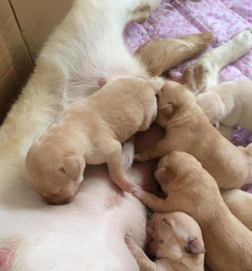 狗狗断奶后乳汁消失的时间与原因解析 狗狗断奶后乳汁消失的时间与原因解析