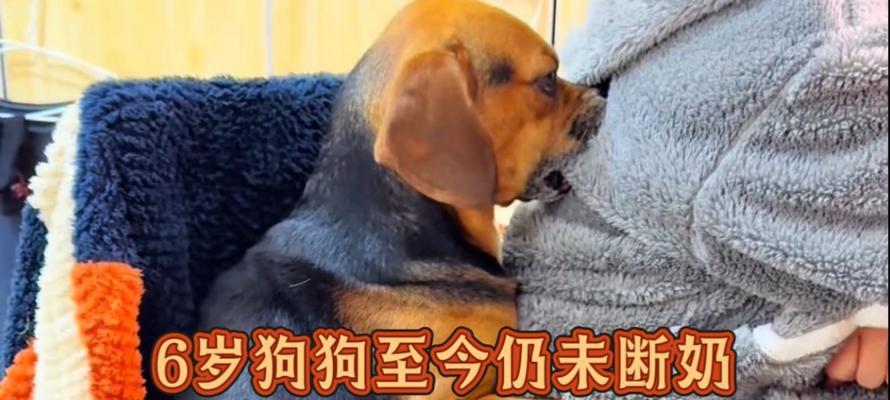 狗狗断奶后乳汁消失的时间与原因解析 狗狗断奶后乳汁消失的时间与原因解析