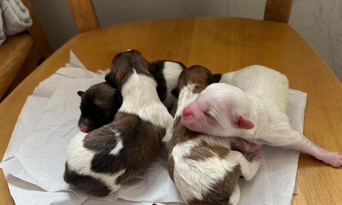 狗狗断奶后乳汁消失的时间与原因解析 狗狗断奶后乳汁消失的时间与原因解析